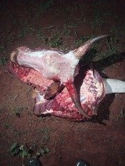 Berom Militia Kill Cow in Riyom Plateau Community,&hellip;
