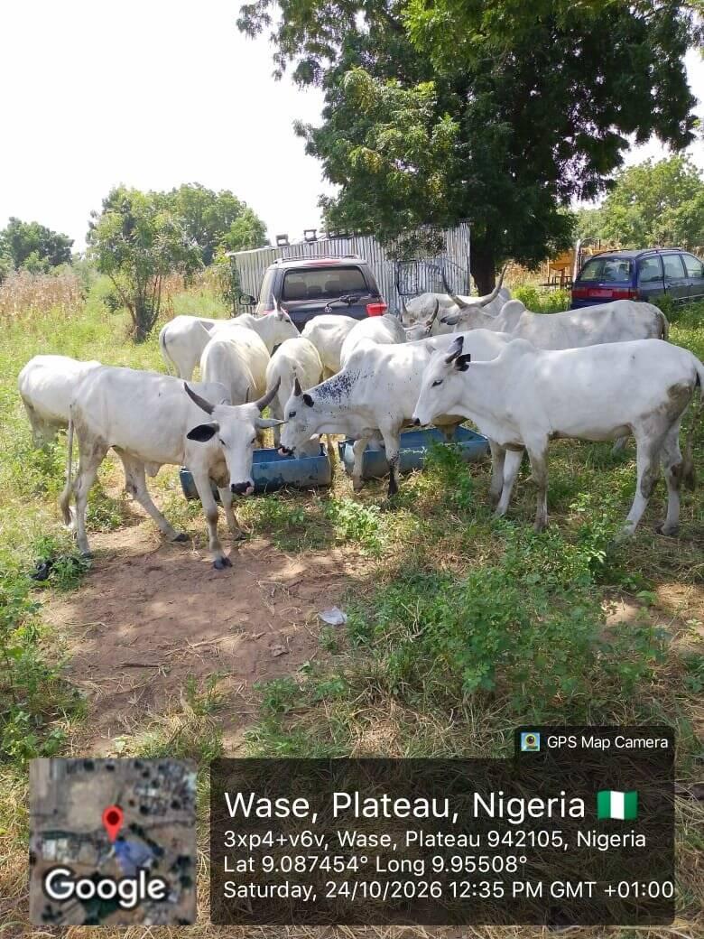 Troops Recover 11 Suspected Rustled Cattle in Plateau
