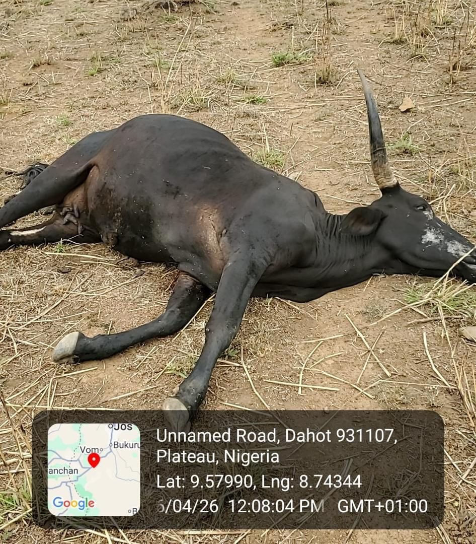 db126a8b 9af5 4810 85f0 5f9649868aa4