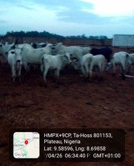 Another Fulani Herder Missing as Cattle Found Roaming&hellip;