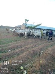 Troops Intercept Herder Grazing in Restricted Area&hellip;
