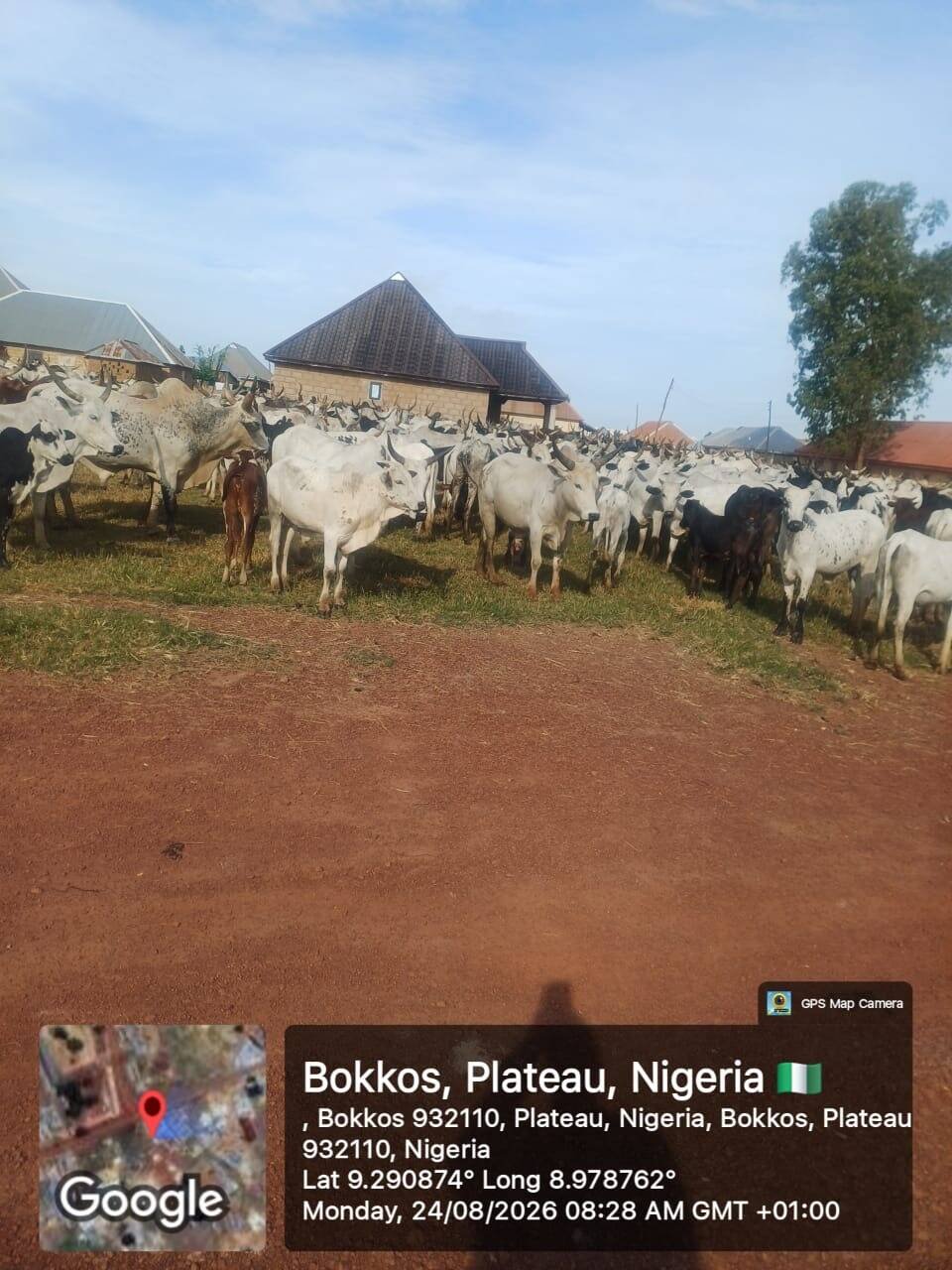 Troops intervene as cattle graze on farmlands in Plateau