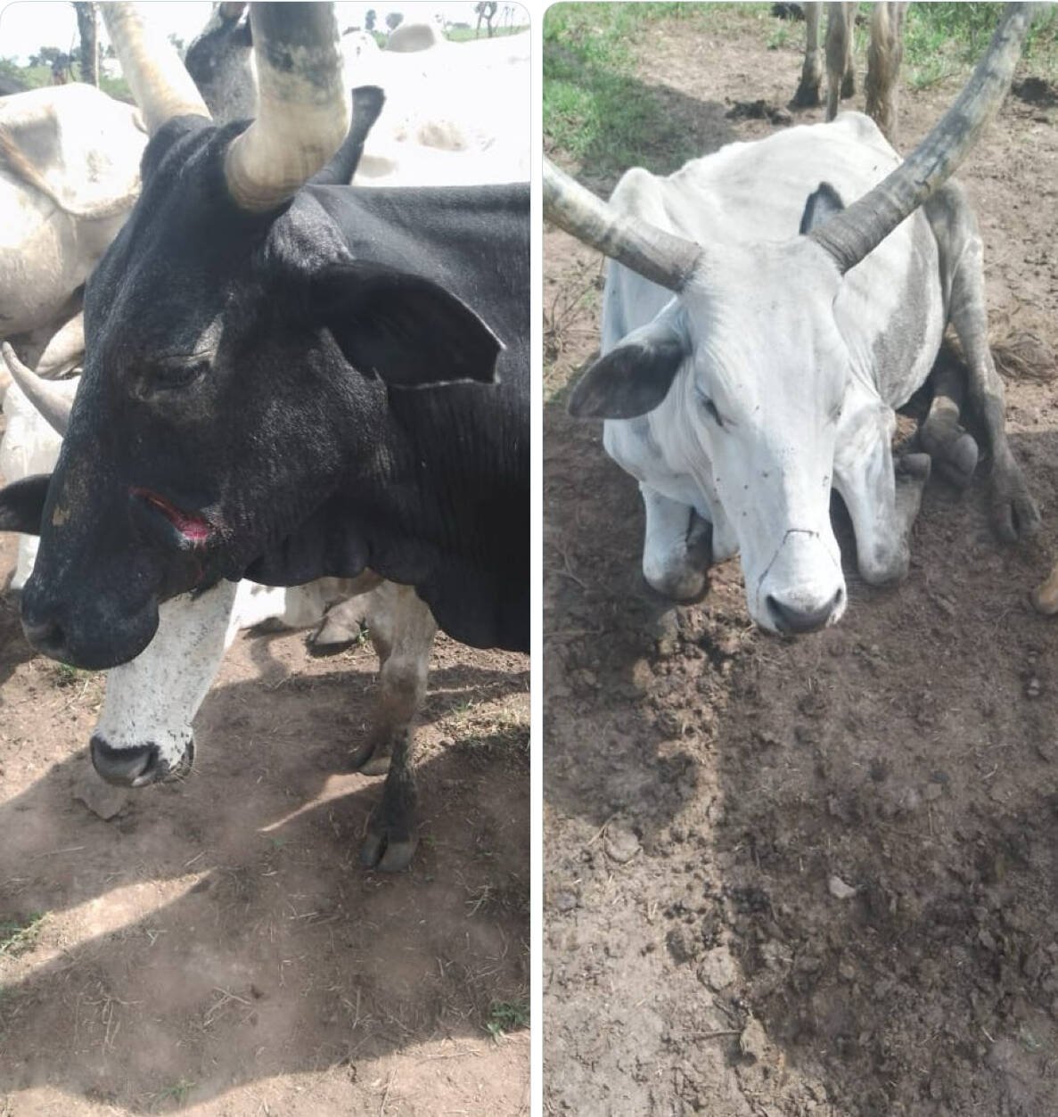 Troops Recover Three Rustled Cattle in Plateau, Hunt…