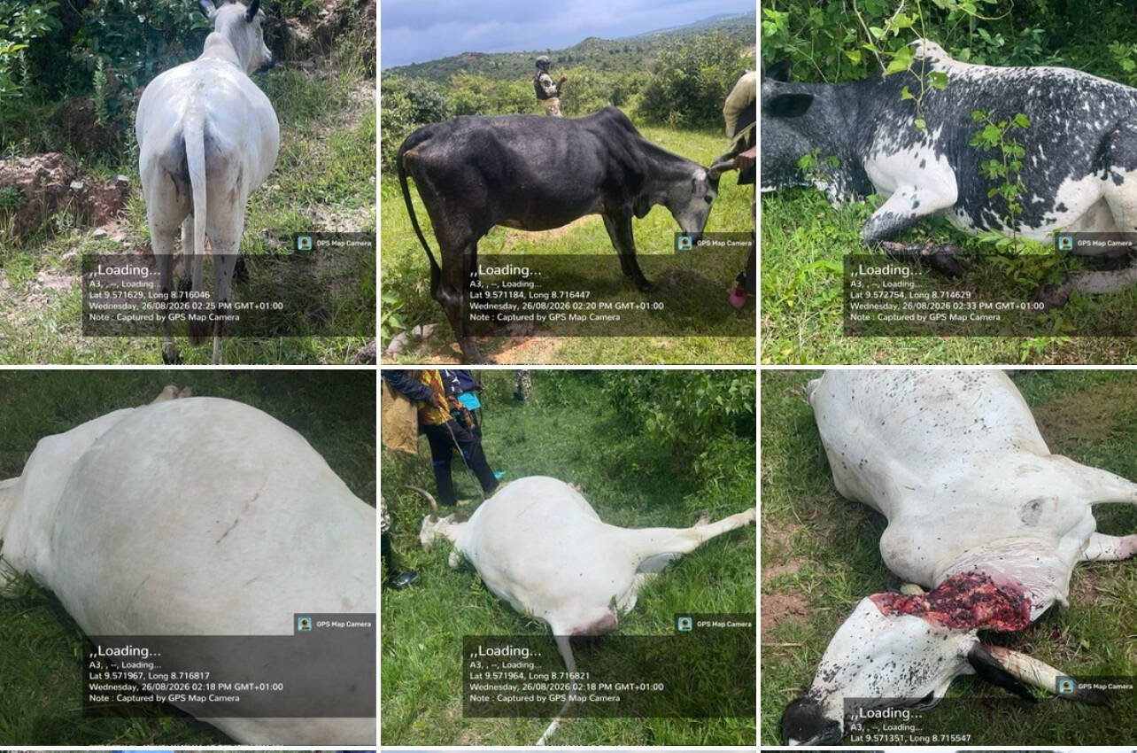 Berom militia allegedly kill 21 cows in targeted attack…
