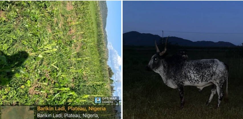 Troops recover cow after suspected destruction of farmlands…