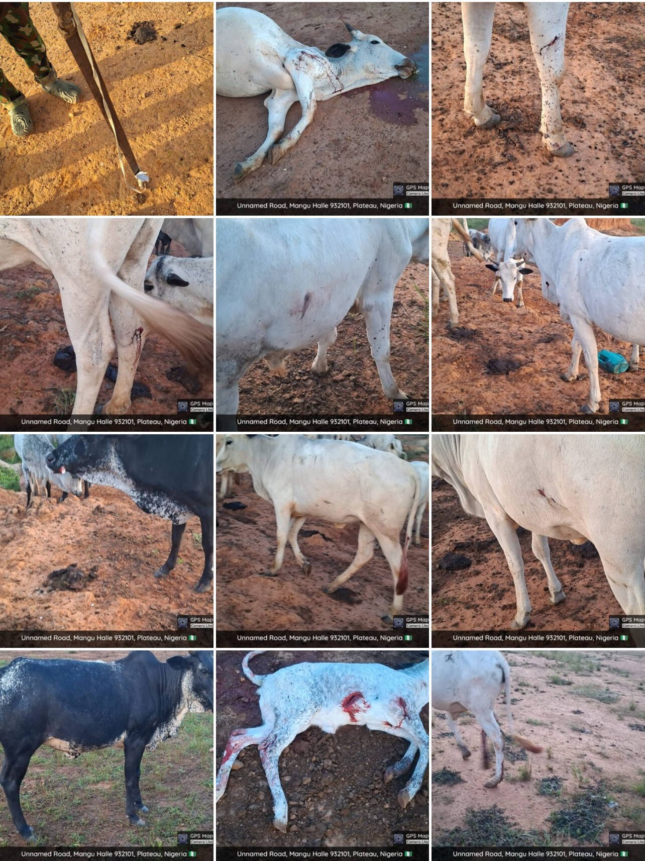 Four cattle killed, 17 injured in Mwaghavul Militia…