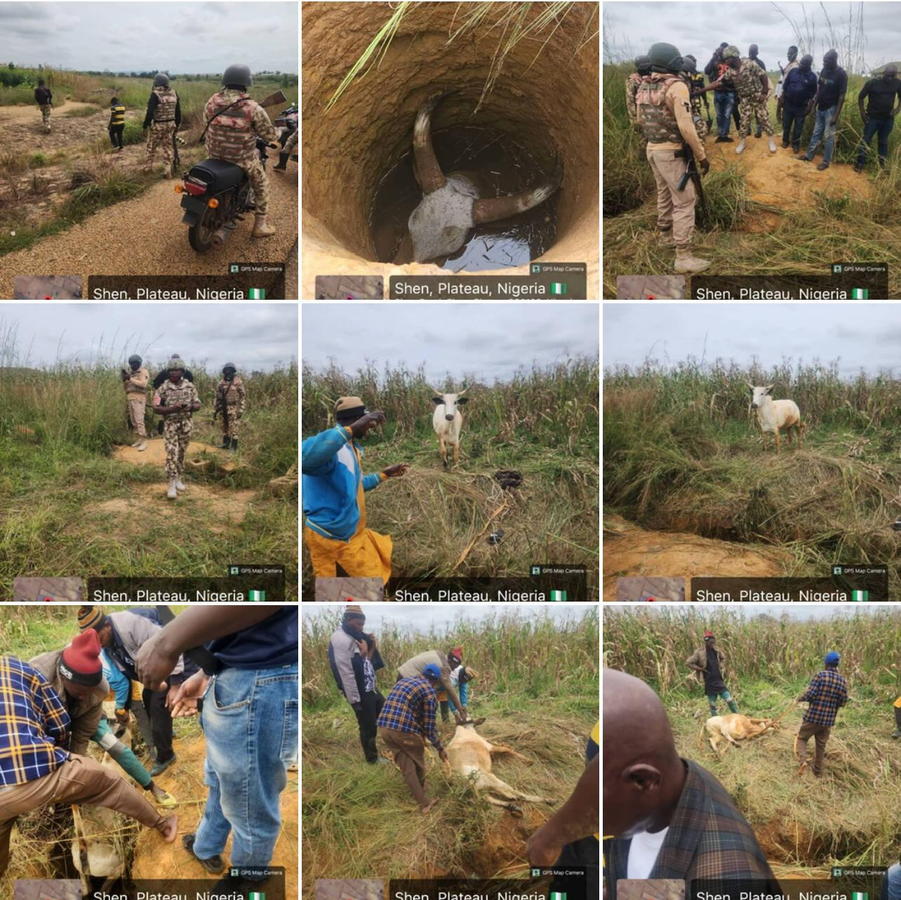 Troops recovered Four cows rustled by berom militia…