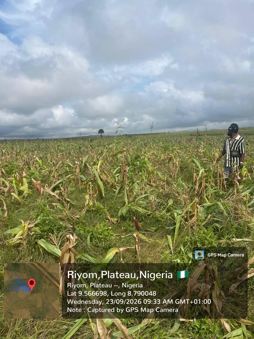 Large farmlands belonging to 13 farmers destroyed in…