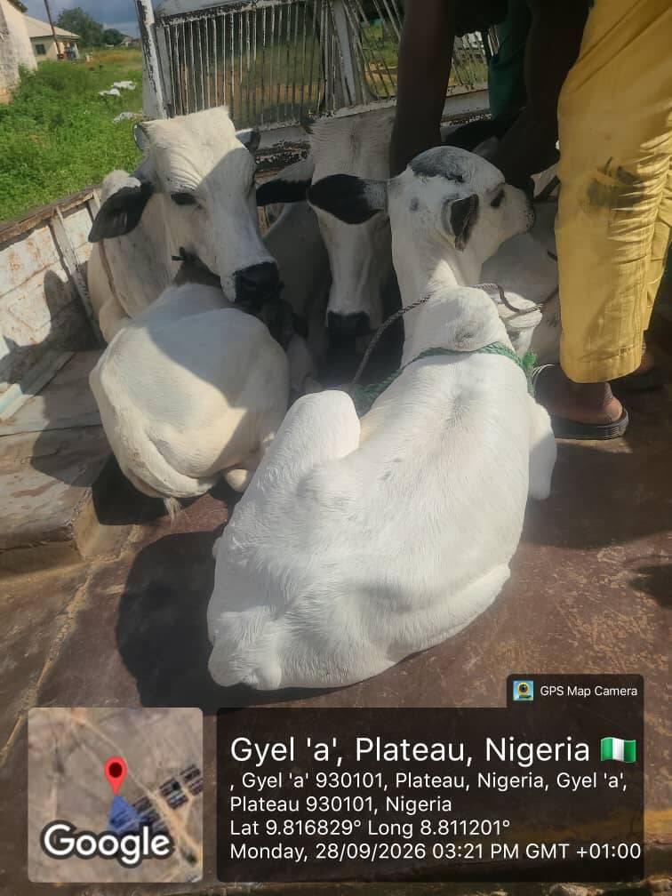 Troops intercept six cattle over alleged farm destruction…