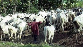 Fulani herder abducted in Otukpo, Benue; ransom demanded